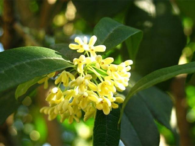 花卉植物有哪些（盘点100种常见花图鉴）