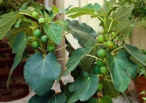 無花果根,無花果根的功效與作用及食用方法