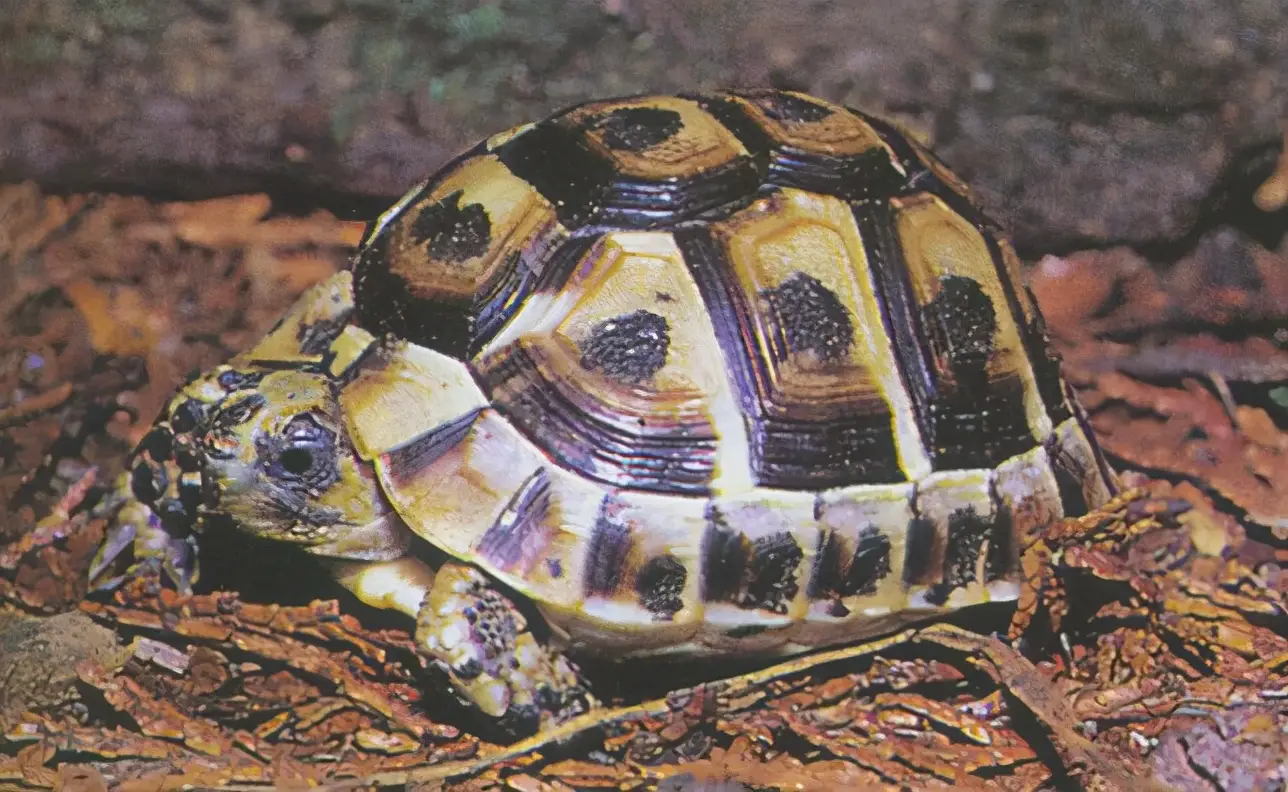 乌龟的种类图片及名称（乌龟的品种图片）