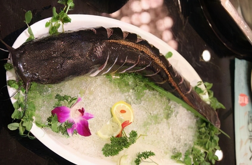 梭边鱼是不是很脏,梭边鱼是吃垃圾长大的鱼吗