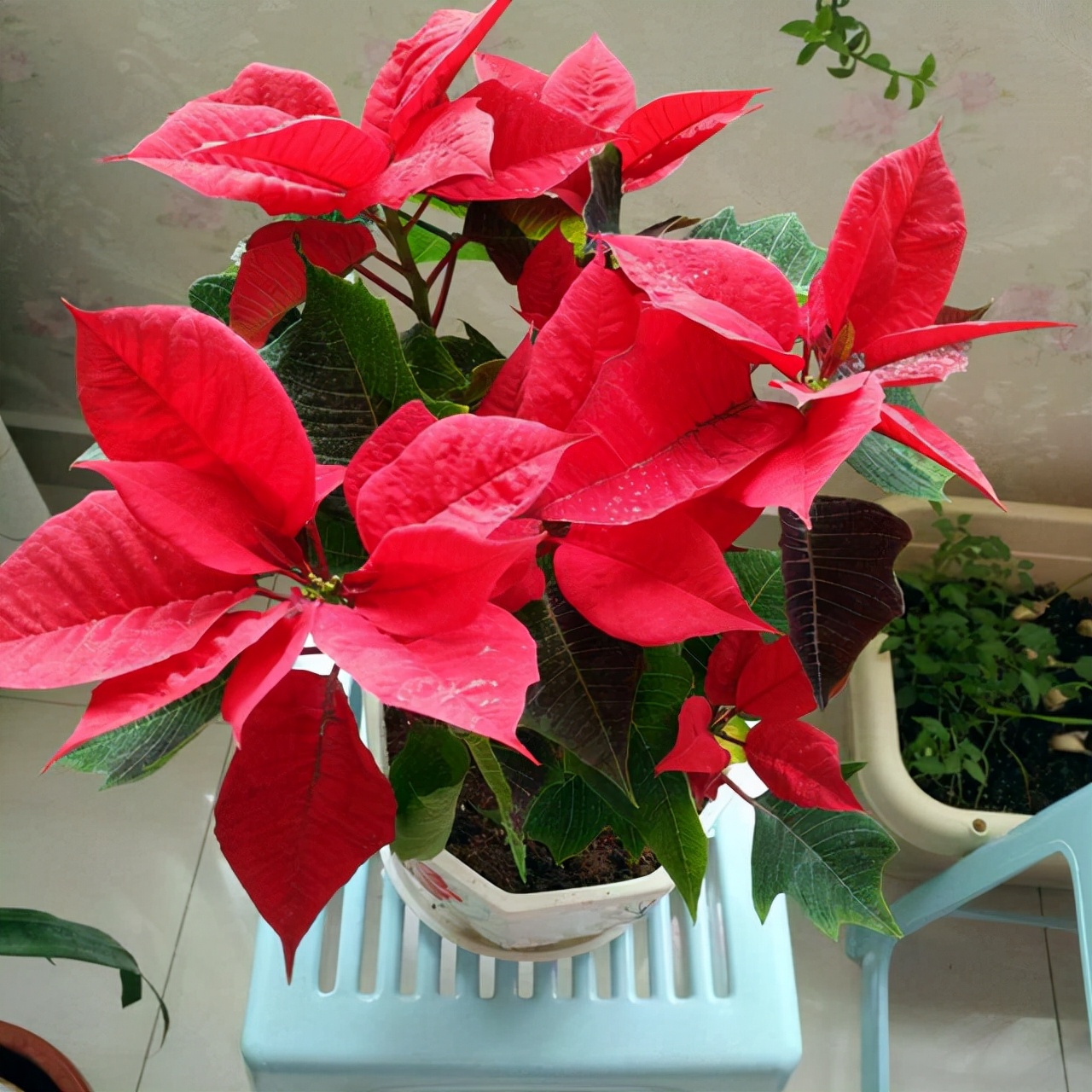 “毒美如花，别被表象迷惑——这些花你见了就绕着走”