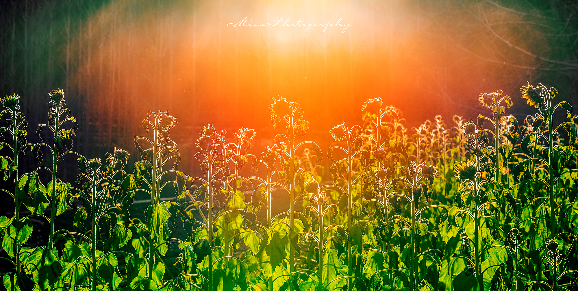 摄影离不开光线,学习摄影,理解光线和描述光线是摄影人的必修课