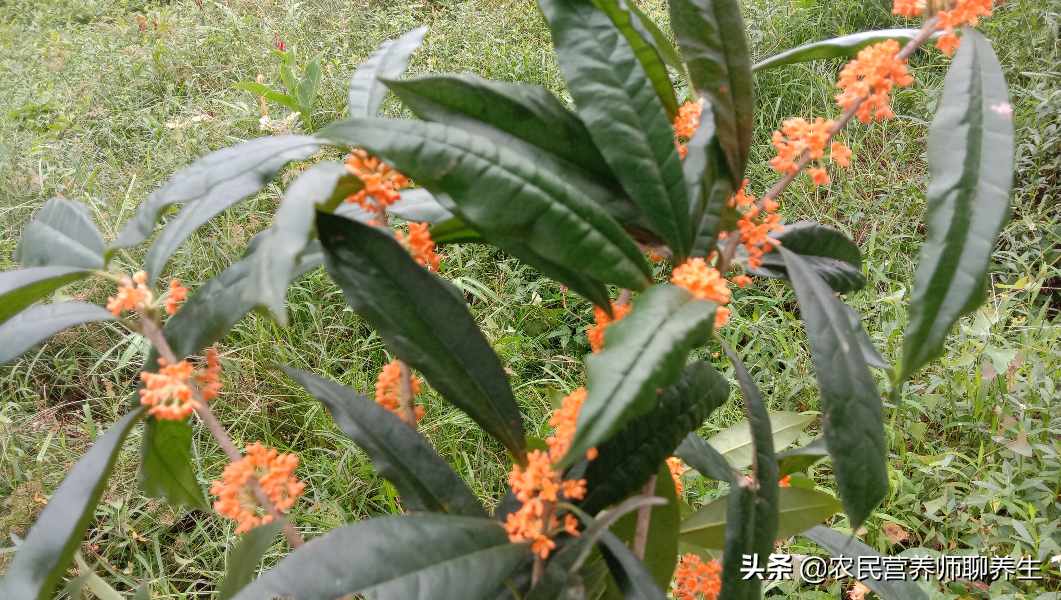 桂花又开了，摘几朵放嘴里嚼一嚼解烦恼，让它掉在地上可惜了