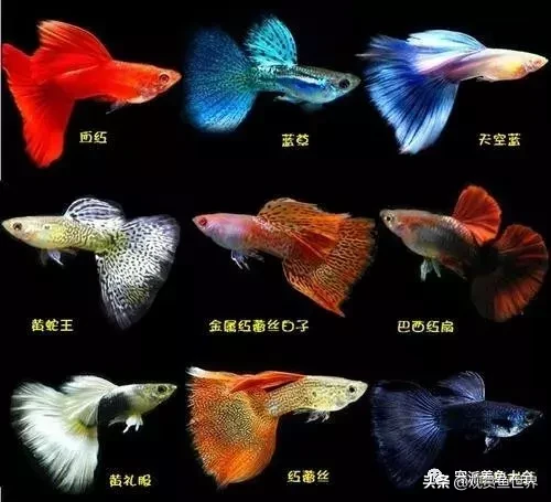 15個孔雀魚品系圖鑑絕美版/觀賞魚世界(孔雀魚)