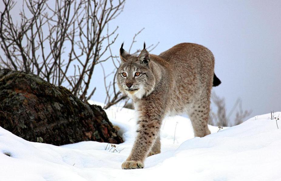 外形软萌可爱的猞猁,为何能让凶狠残暴的狼都"秒变怂"呢?
