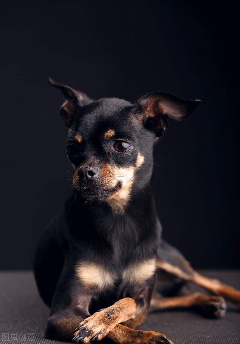 如何训练小鹿犬（小鹿犬的优缺点与训练方法）