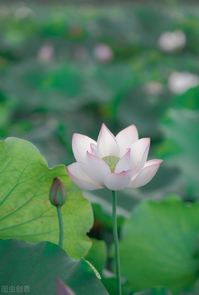 云水蒹葭，淡墨青花，炊烟袅袅几许，棠梨煎雪又落雨