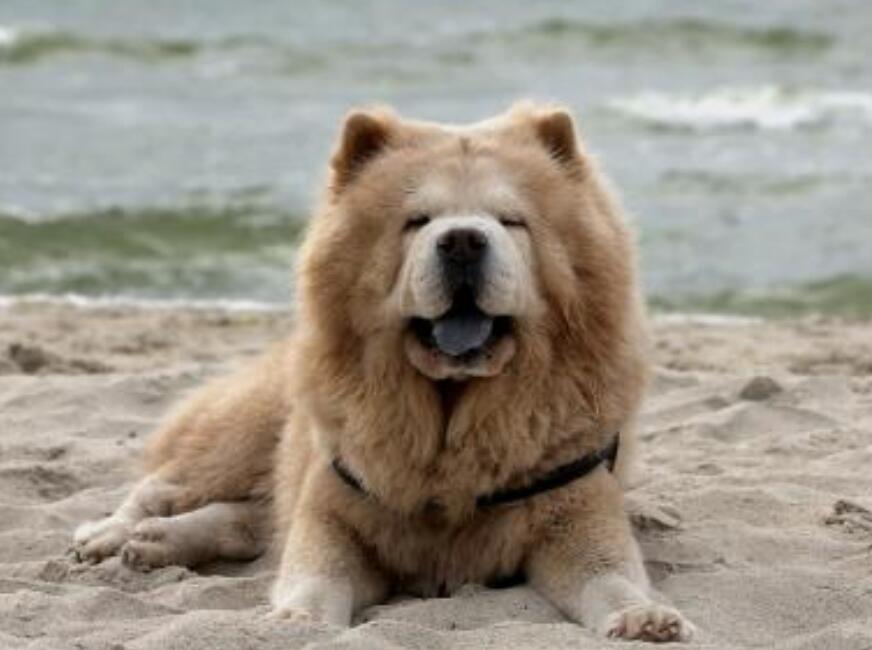 养松狮犬的六大坏处，你能接受吗？