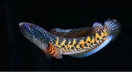 替代黑魚 雷龍魚 天天看點