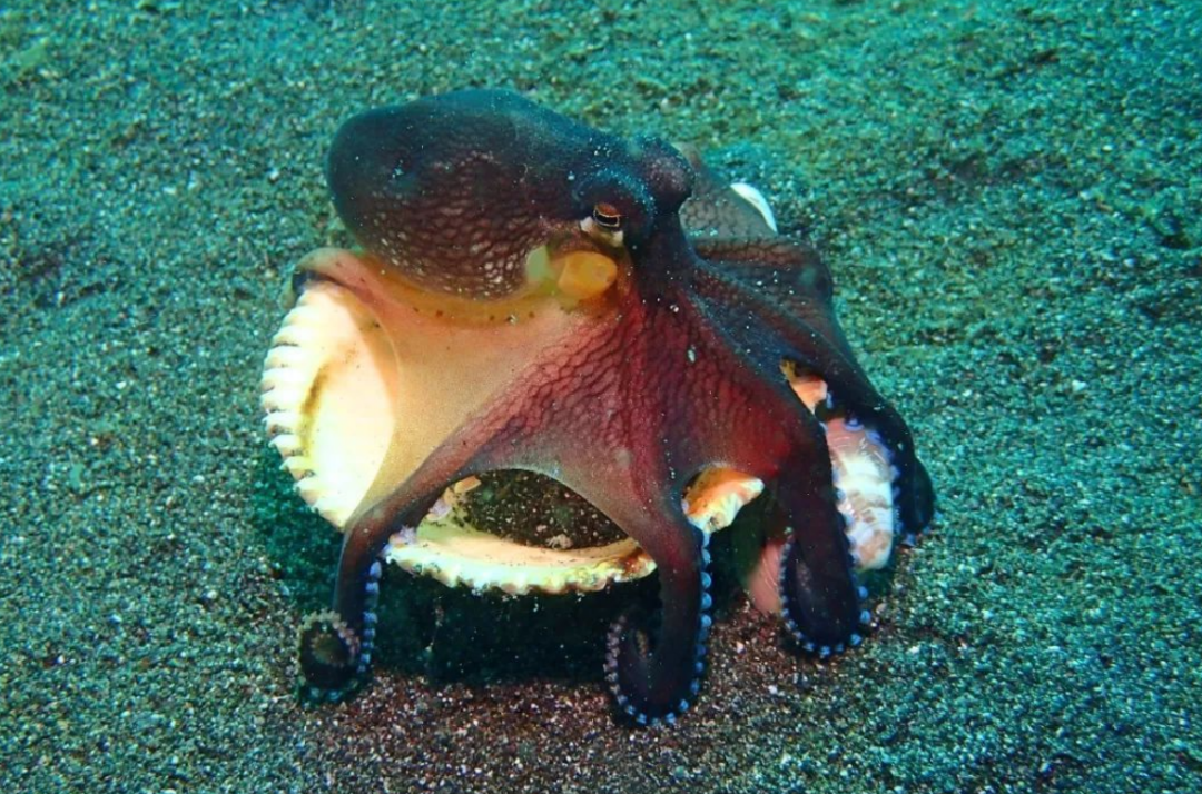 章鱼智商看起来超高,9个大脑,能编辑基因!为何没发展出文明?