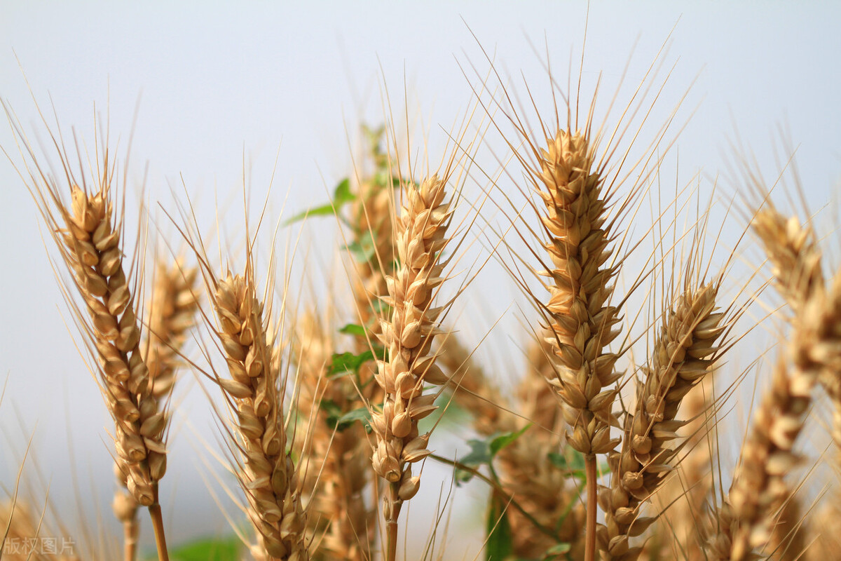 小麦产量高，品种很重要！154个国审小麦，有你满意的吗？（五）