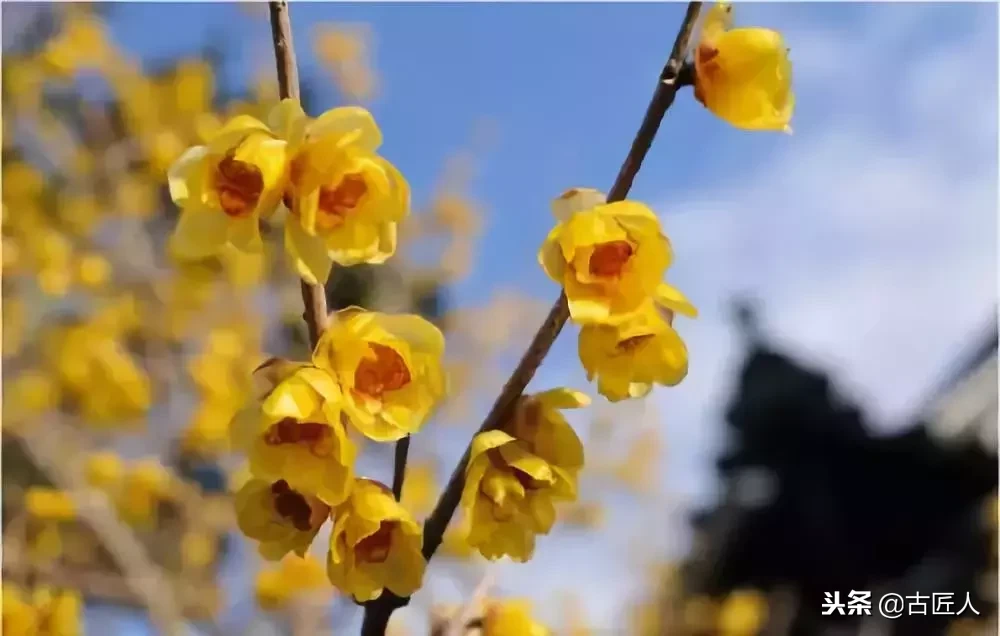 万紫千红的百花汇（百花汇中富含诗意的花）