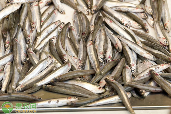 这种经济鱼类，骨嫩鳞细，肉质鲜美，市场卖十几块一斤
