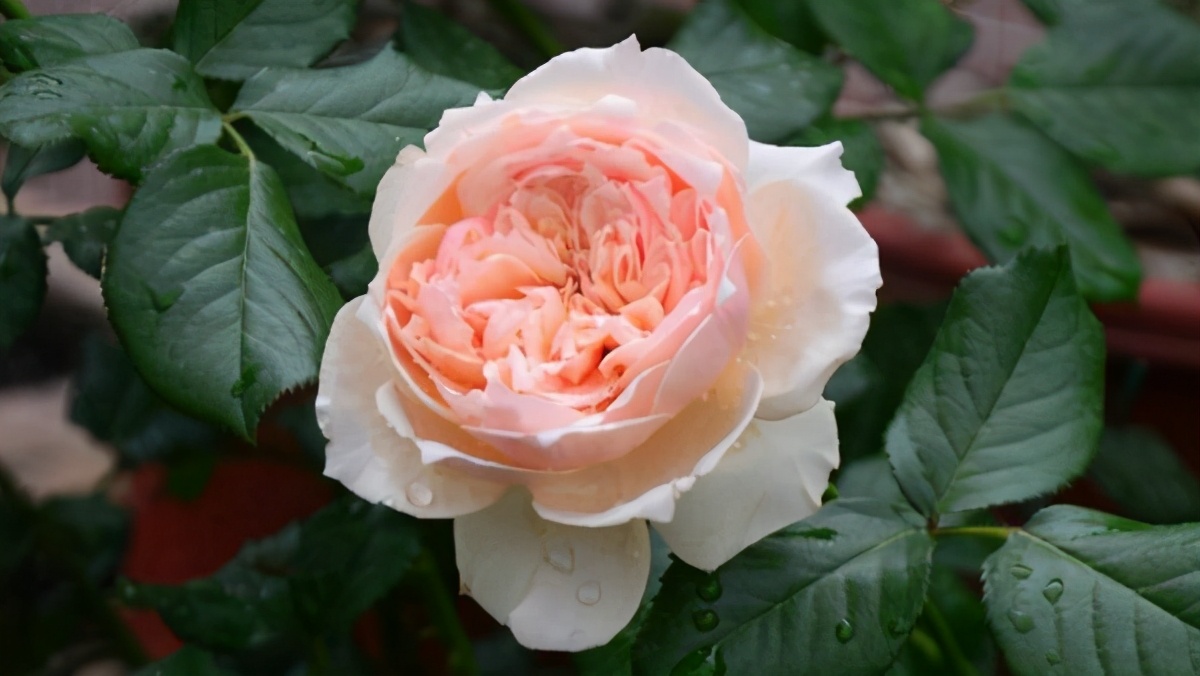 月季朱丽叶优缺点(月季花真宙和朱丽叶进行对比)