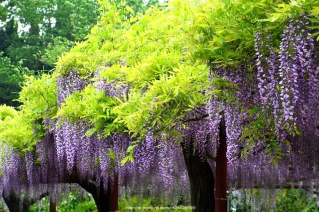 一花一世界，一叶一菩提——奇花异草多花紫藤，花语传说优美句子