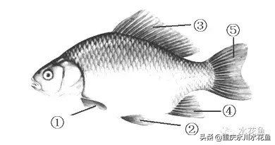 鱼的结构示意图（图文讲解之鱼的形态结构）