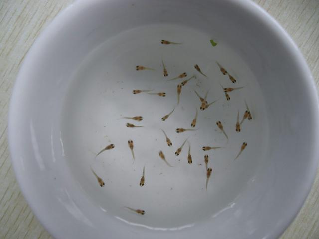 到了繁殖金鱼玩的时候,那就更累了,小鱼苗的数量多啊,好在它们之间不