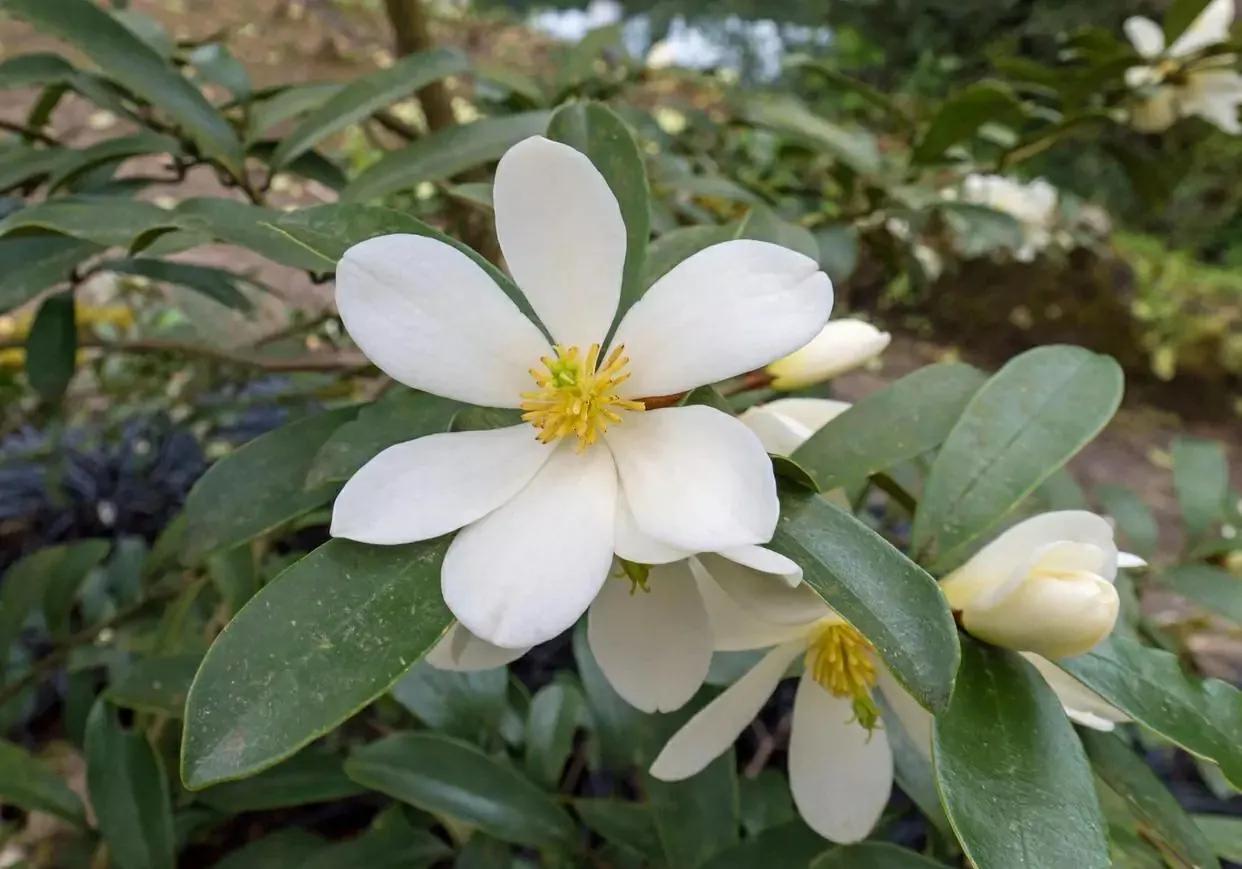 玉兰花花期（正确管理玉兰花的开花时间技巧分享）