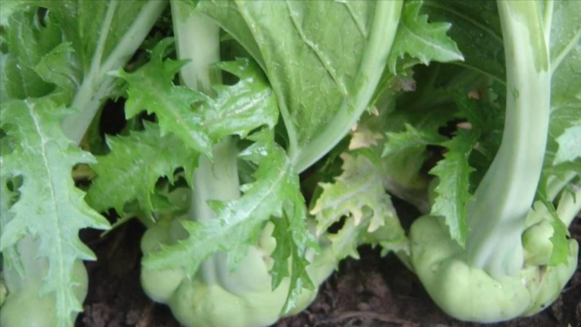 含钙高的蔬菜有哪些 哪种蔬菜含钙高