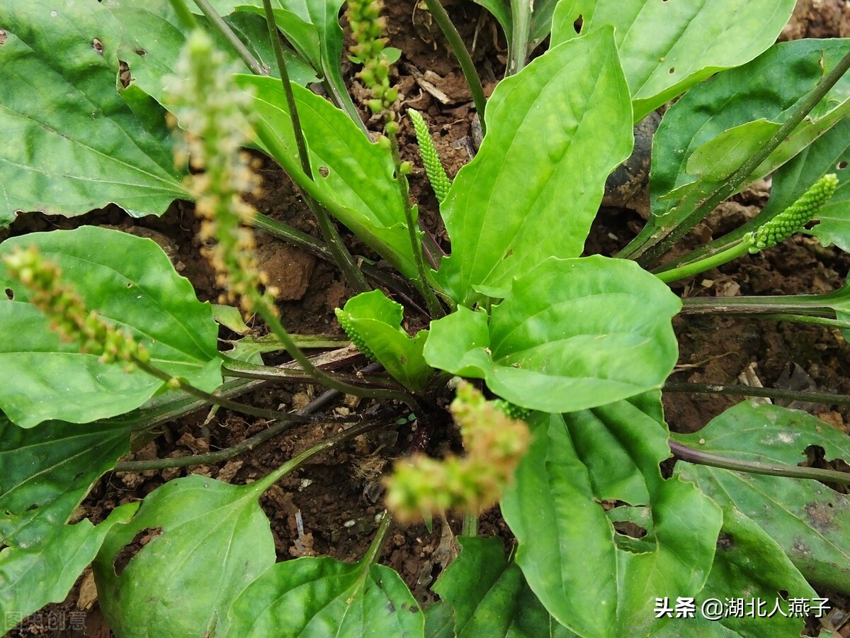 39种野菜图片，教你认识不同的野菜和吃法，你想要的野菜这里都有