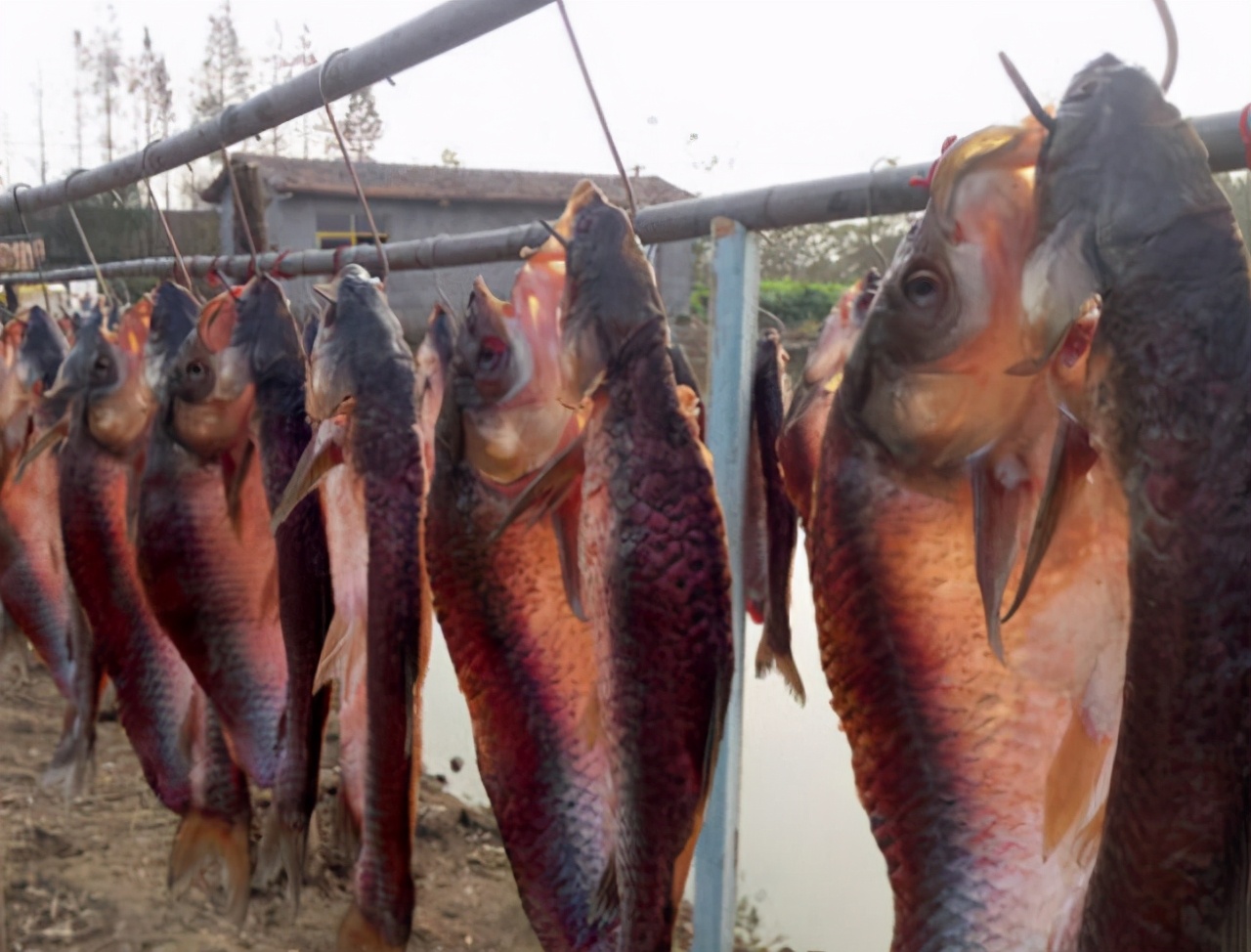 牢记这“5要点”，腌出的腊鱼经久耐放，肉质紧实香味十足