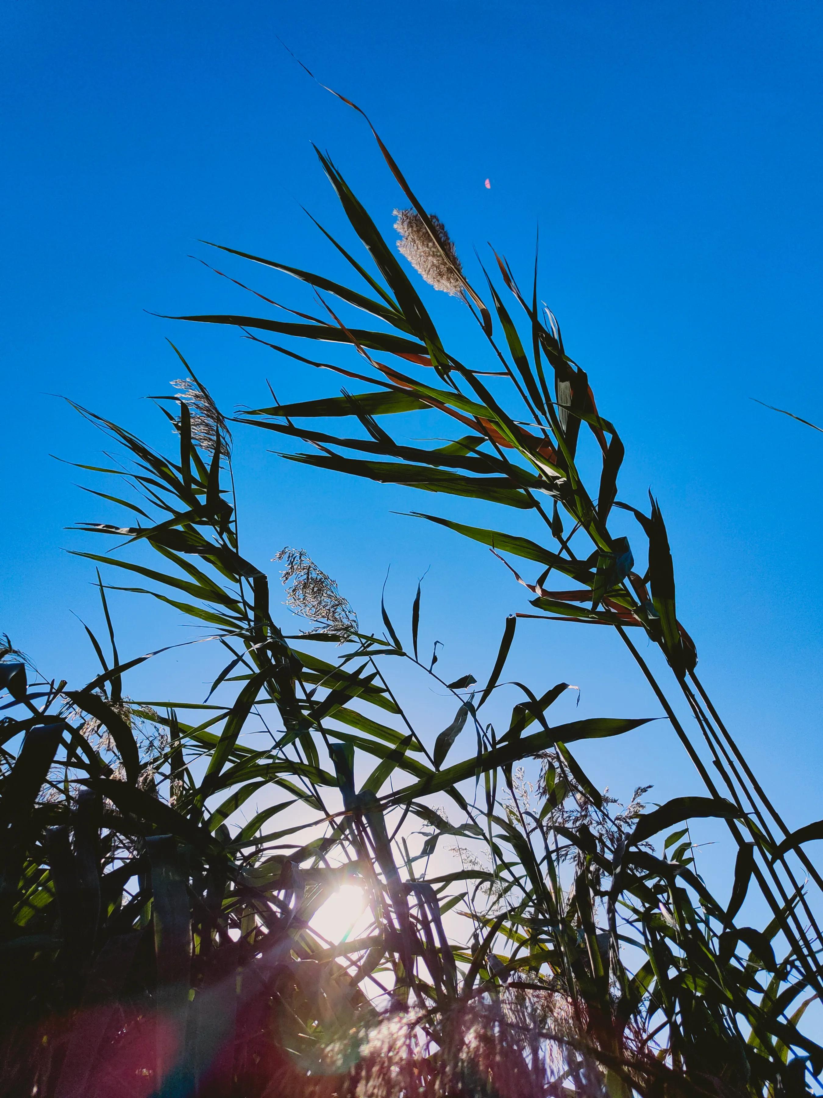 手拍世界（手机摄影平台）-群员作品集（总第733期）