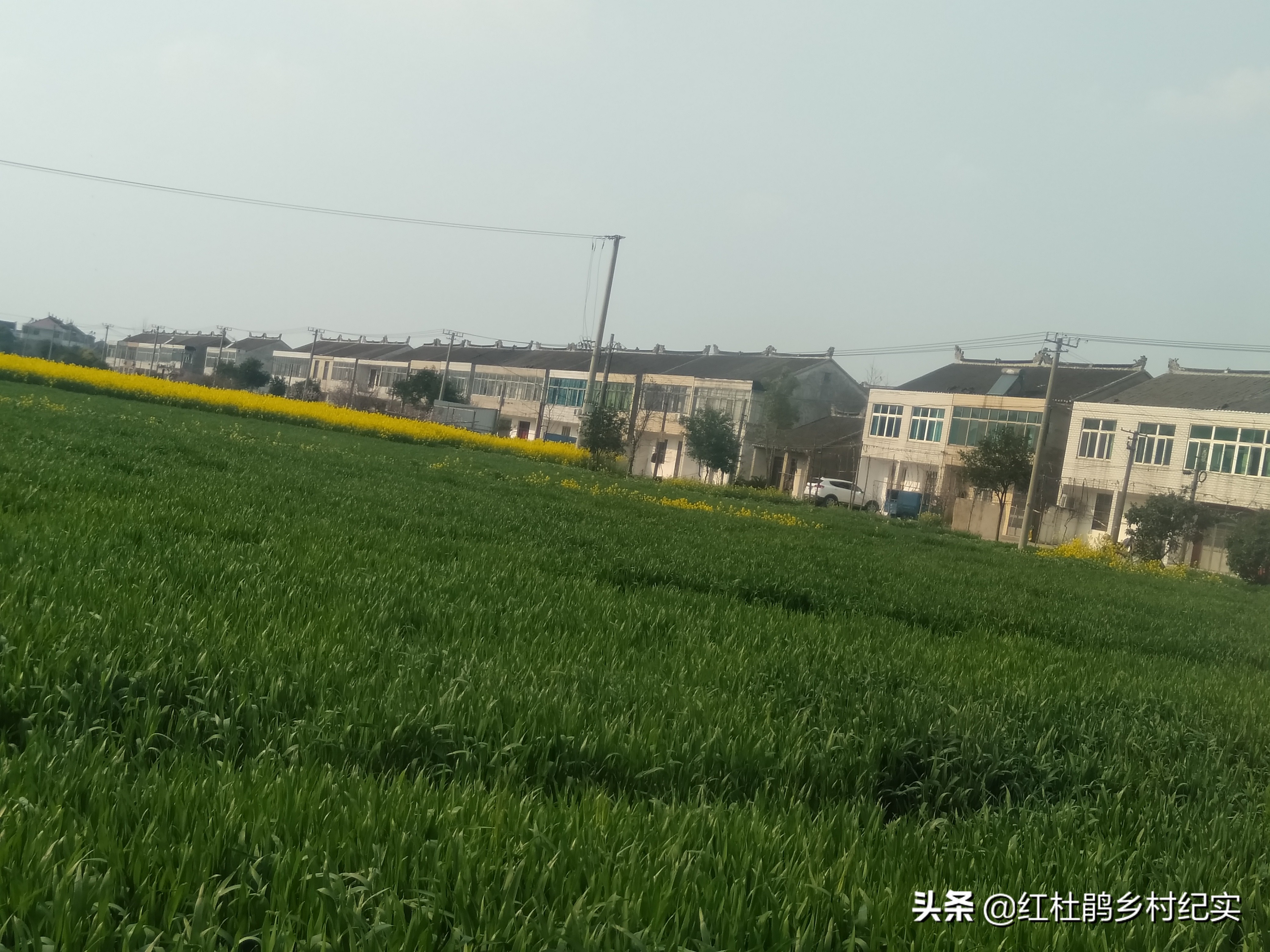 实拍苏中某村24年前的统建房，全村1排2户1栋，现在处于尴尬地位