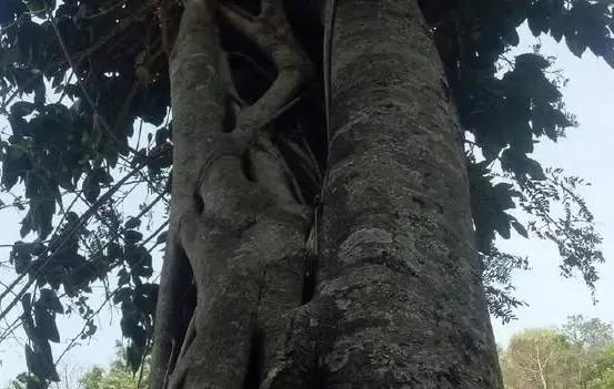 降龙木是什么树,降龙木的作用和禁忌