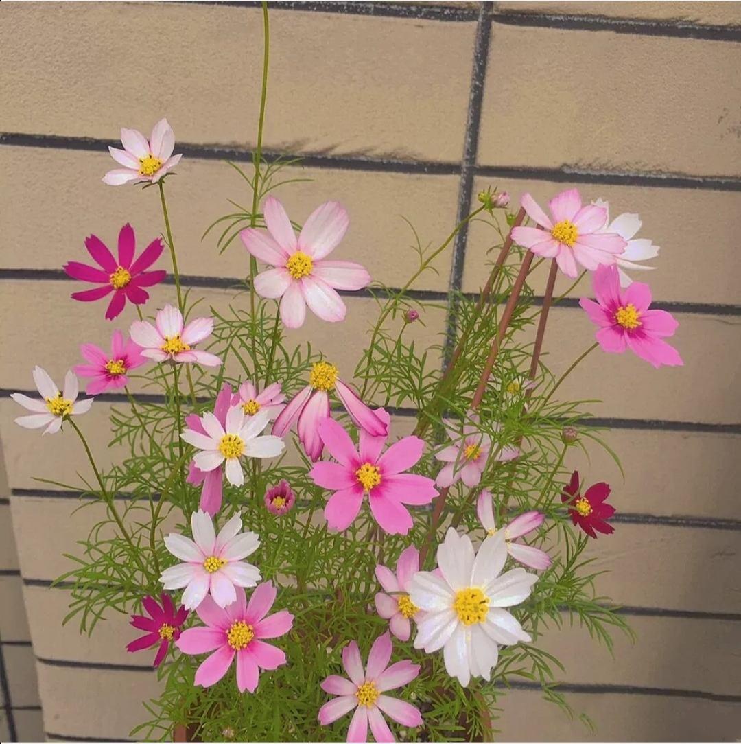 花卉植物有哪些（盘点100种常见花图鉴）