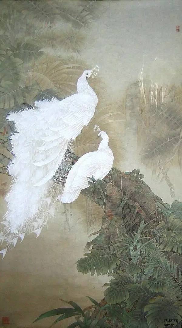 高贵,冷艳的白孔雀