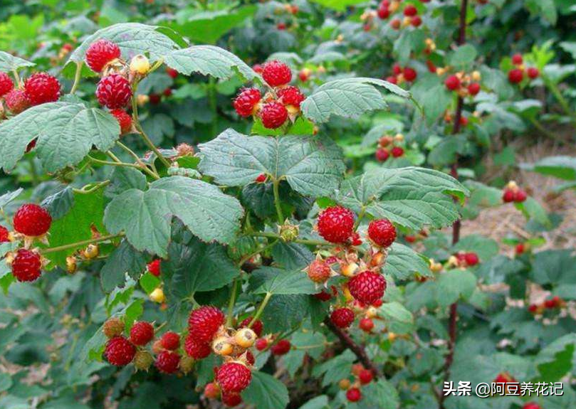 67路边常见的野果"刺泡子",如今50元1斤,是很多人的童年