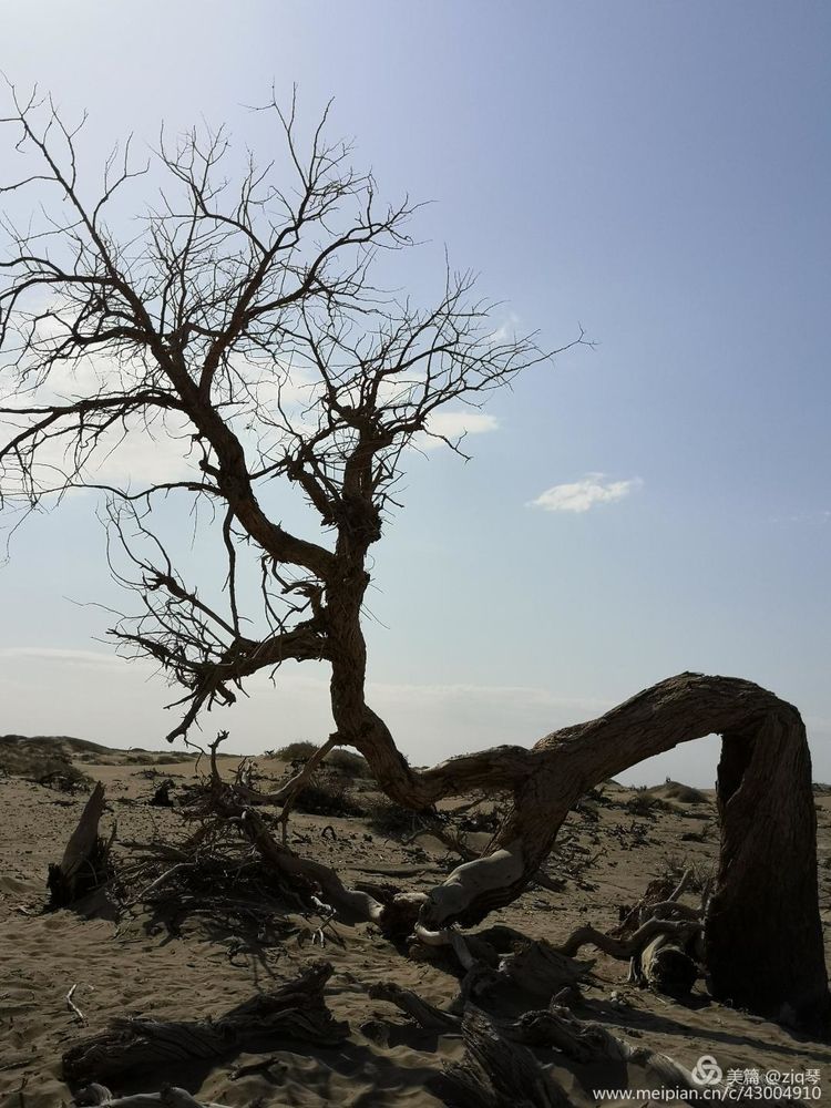 2019西北行｜胡杨：生而千年不死，死而千年不倒，倒而千年不朽