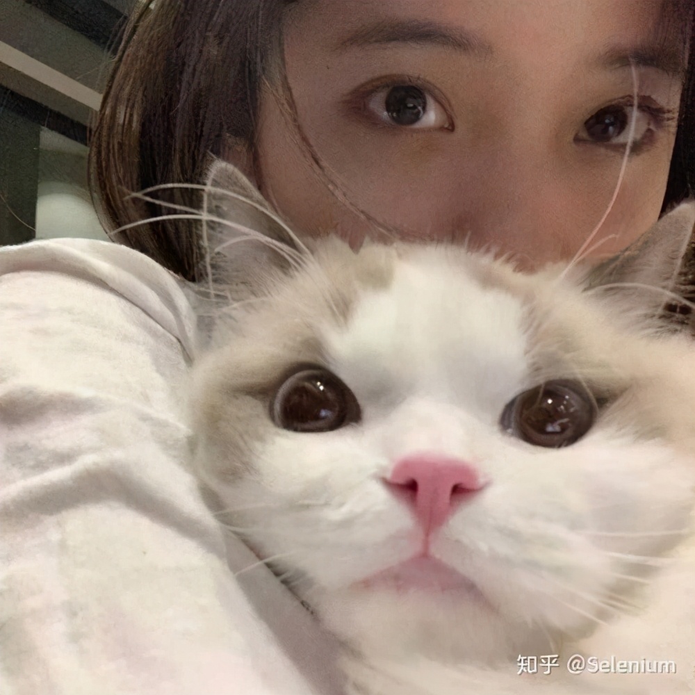 特别萌的宠物猫可爱名字好听有创意-可爱点