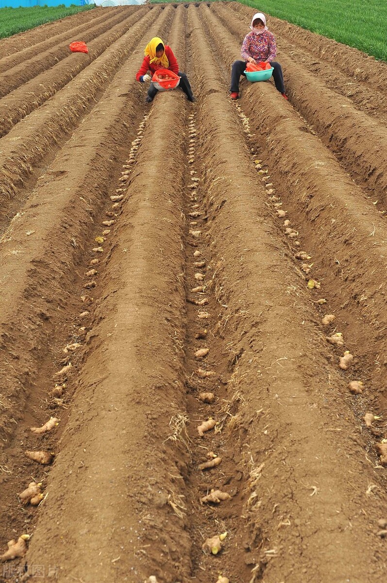 生姜的种植技巧