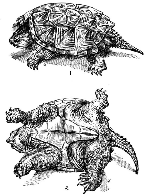 鳄龟简笔画分辨图片