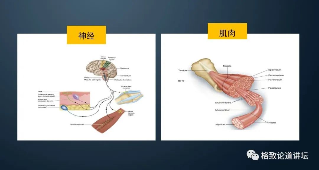 洪平和cba哪个厉害(从科学角度出发，CBA和NBA的真实差距有多大？)