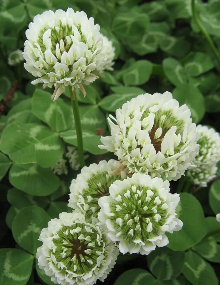 白花车轴草是三叶草吗（白三叶草植物的习性特征）