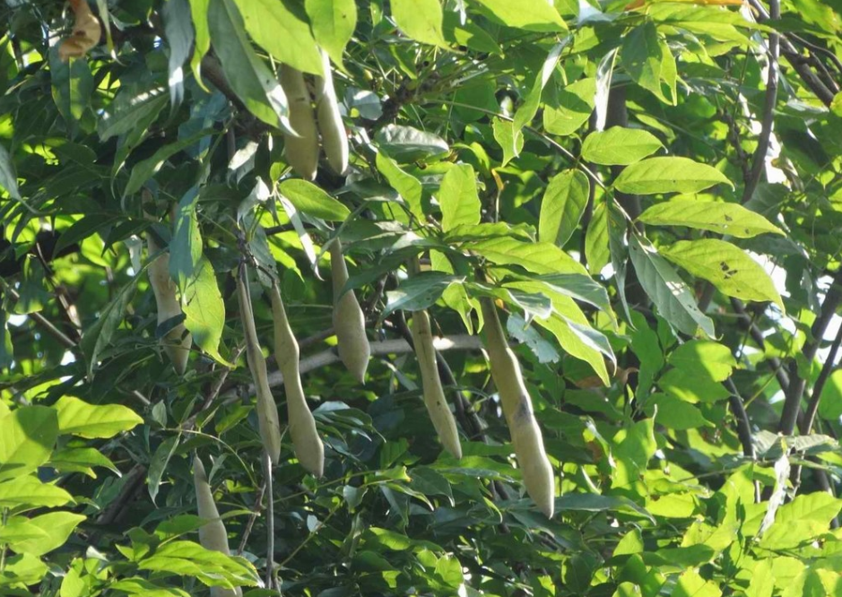 夏天绿叶菜都打蔫，唯有豆角还在蹭蹭长枝条，每次摘几根炒菜够了