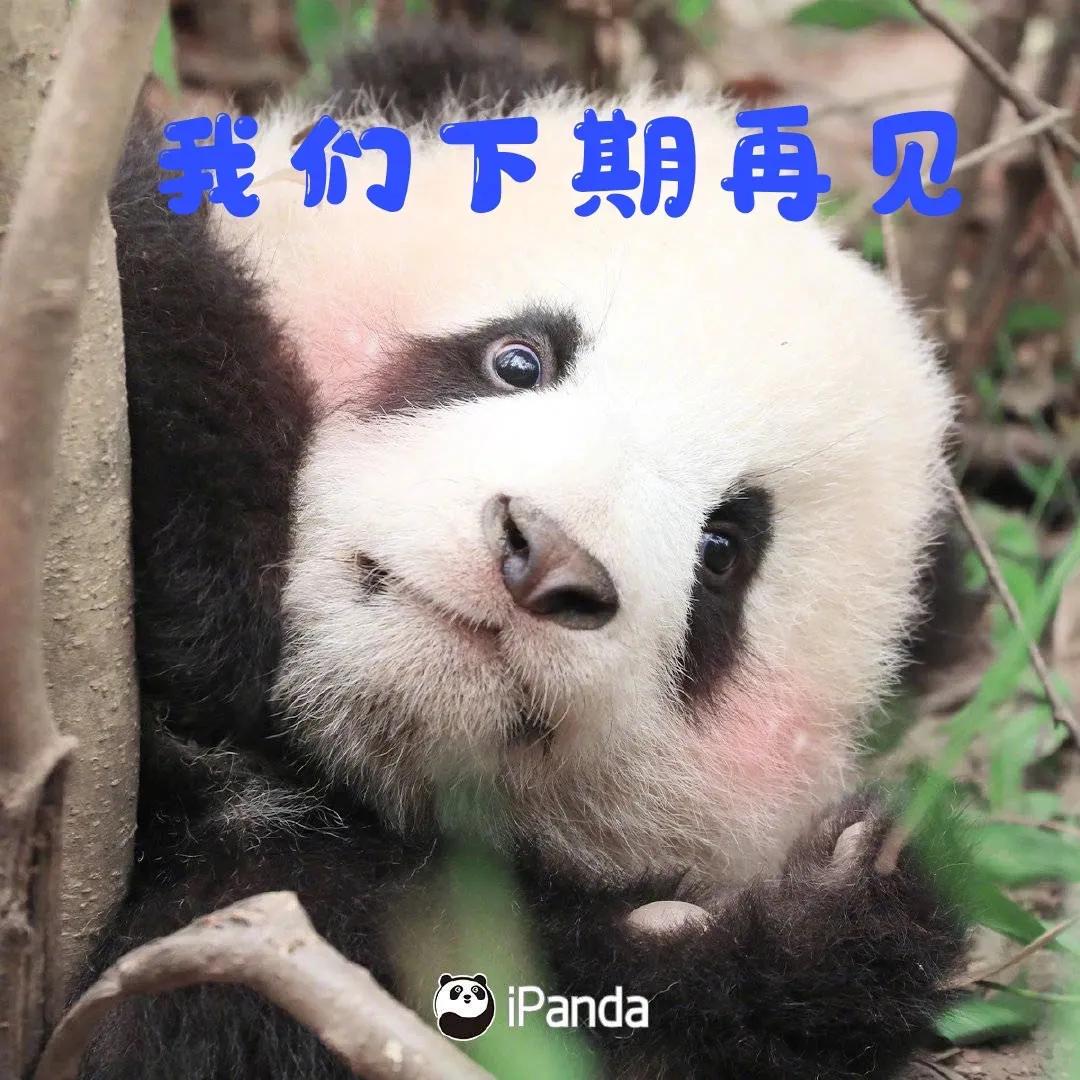 养熊猫读什么专业？来川农大就对了