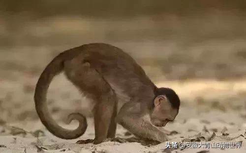 世界上最聪明的老鼠的智商是多少?相当于人类的几岁?这种猴子智商已远超一般动物,已经入“石器时代”三千年(图10) 这种猴子智商已远超一般动物,已经入“石器时代”三千年