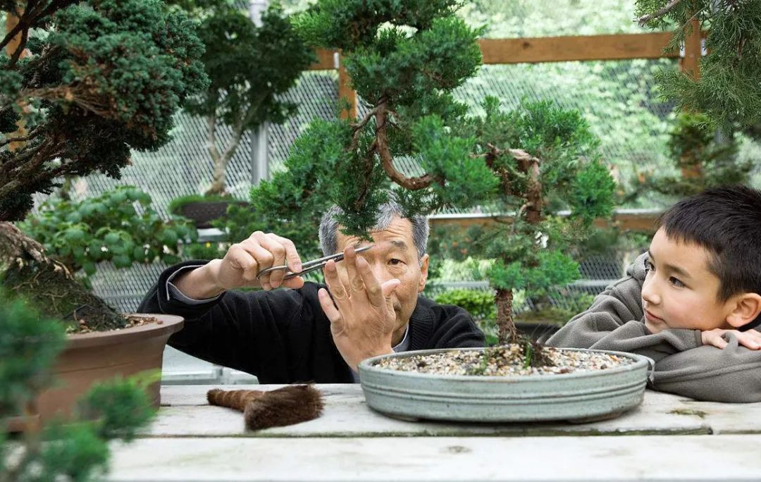 树木盆景6个呵护措施，既保证生长发育，亦维持观赏价值