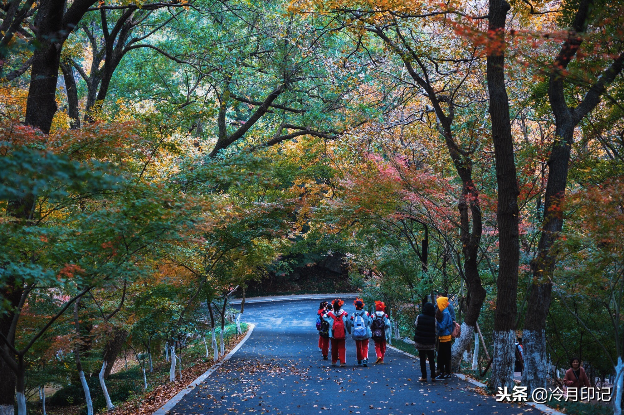 金陵第一明秀山栖霞山，此时已是漫山遍野枫叶红，错过再等一年！