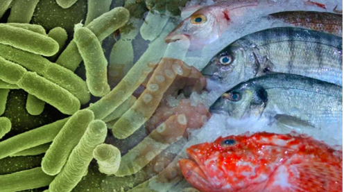 细菌图片大全恐怖(食肉菌有多恐怖) - 赤虎壹号