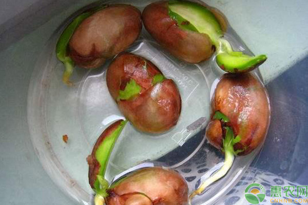 菠萝蜜的核可以发芽种植吗（解锁菠萝蜜正确养殖方法）