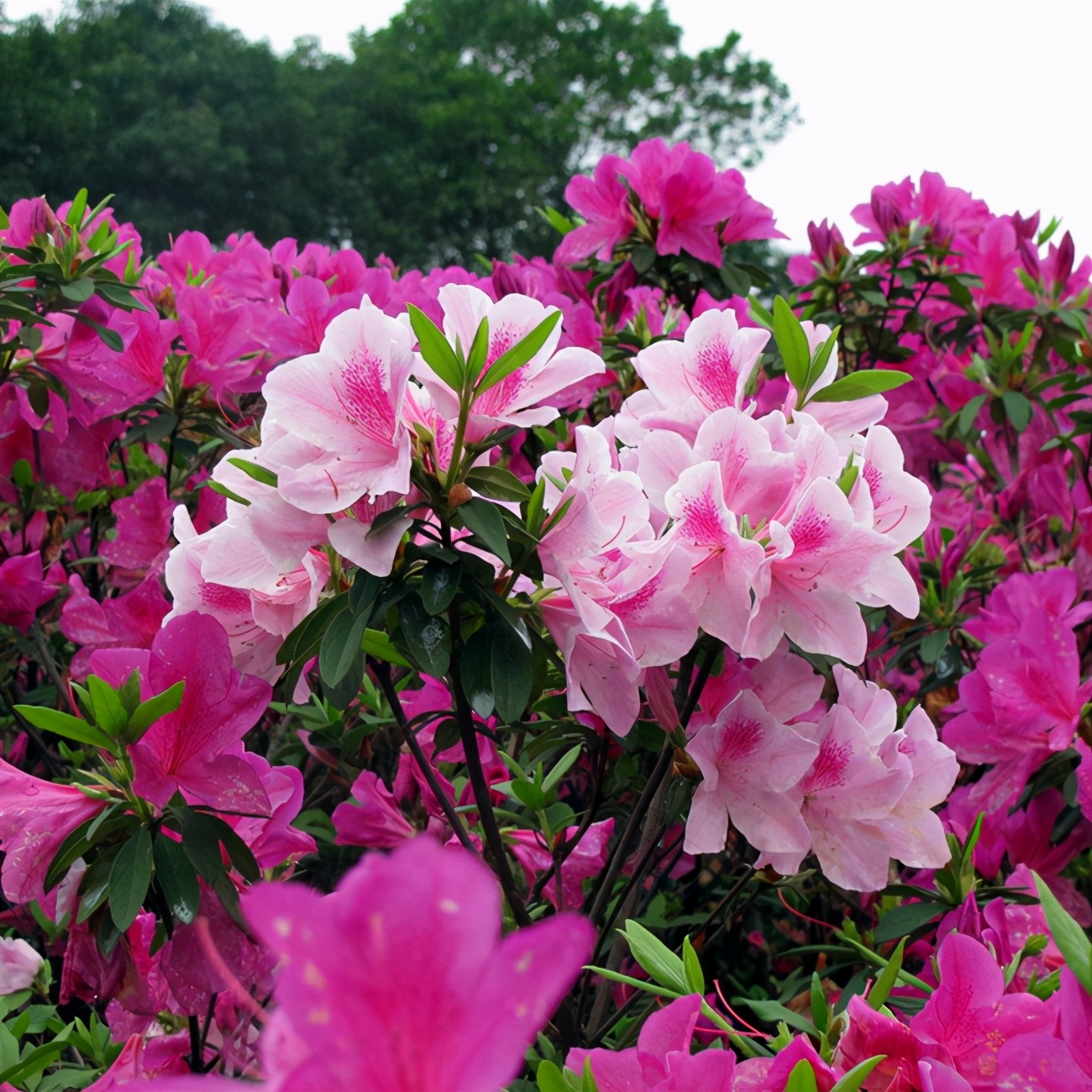 杜鹃花和映山红是不是一种花（杜鹃花的五大品系各有特色）