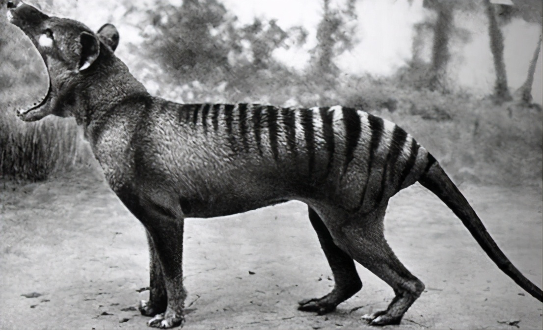 复活成功的灭绝动物名单(又出现"复活"的生物!