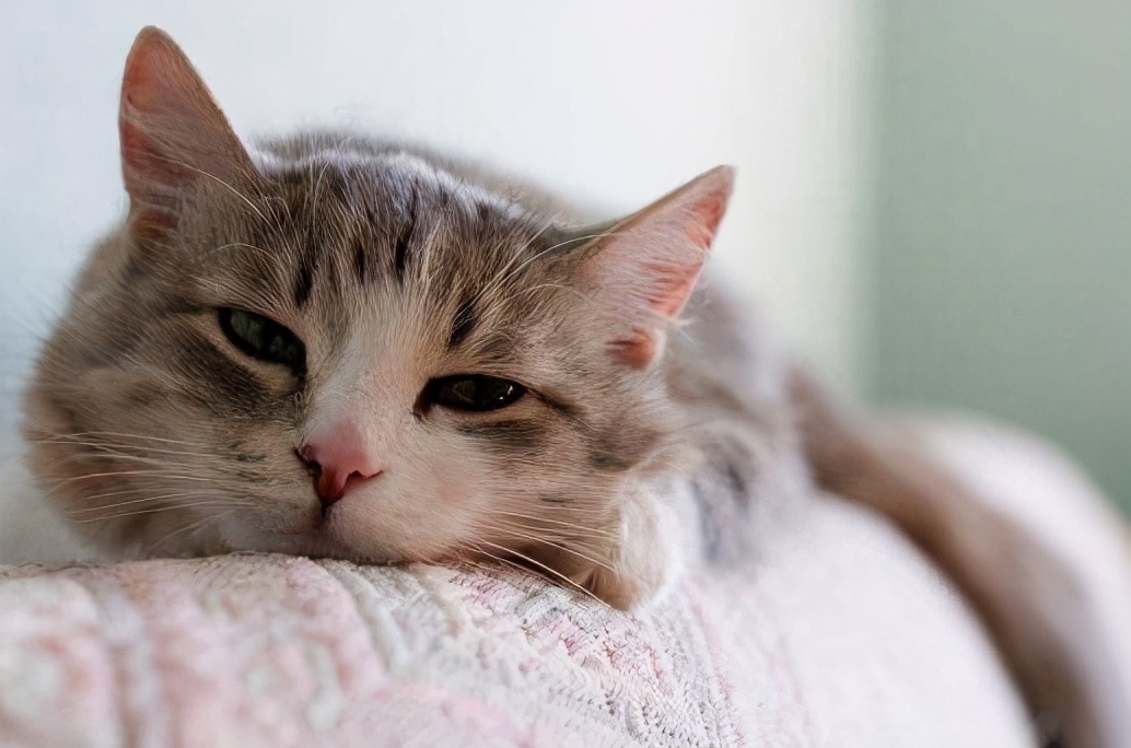 还有一定的攻击性的话,这很有可能是猫咪不舒服或者是身体受伤导致的