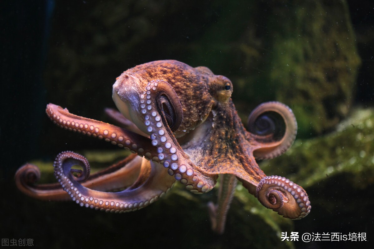 世界上最厉害的伪装大师章鱼,会模拟15种动物,1小时里变身177次