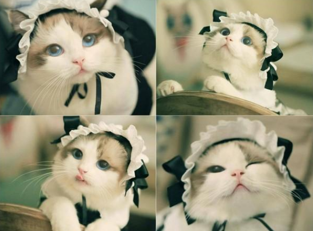 饲养布偶猫的6大方法，适合新手铲屎官