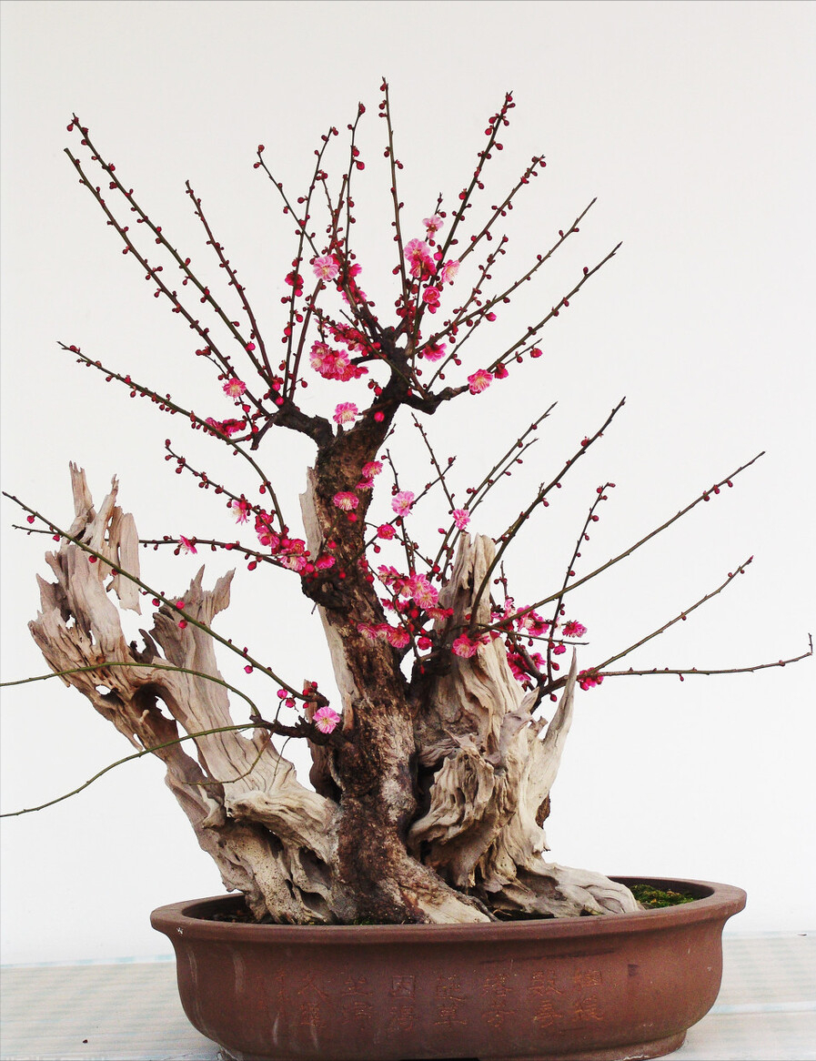 九种“吉祥树”，越老越值钱，越养越“富贵”